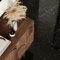 Nirvana Black Laparet