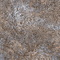 Indastrio Alma Ceramica GFU6060IND40R керамогранит sugar-эффект 600*600
