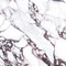 Керамогранит Staro Bulgary 60x120 Satin УТ-00001441