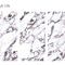 Керамогранит Staro Bulgary 60x120 Satin УТ-00001441