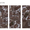 Керамогранит Staro Rubi Red 60x120 Satin УТ-00001320
