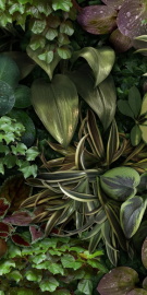 Керамогранит 4100152 Jane B 50x100