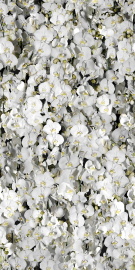 Керамогранит 4100287 Eva 50x100