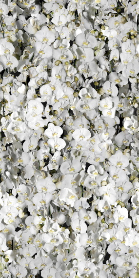 Керамогранит 4100287 Eva 50x100